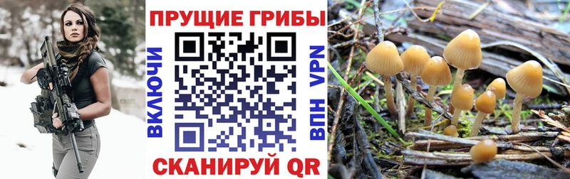 где продают наркотики Изобильный Псилоцибиновые грибы прущие грибы